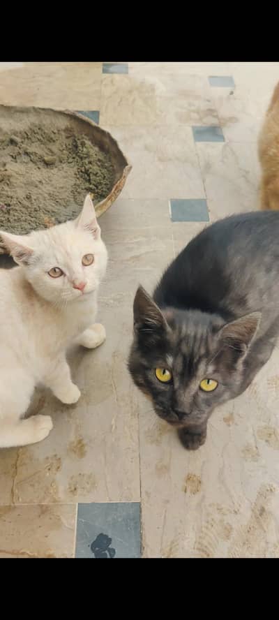 Persian Punch Face Cats  for Sale