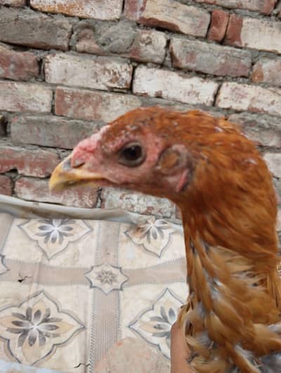 brumi madi Pakistani jawa