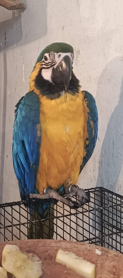 blue n gold macaw chick available