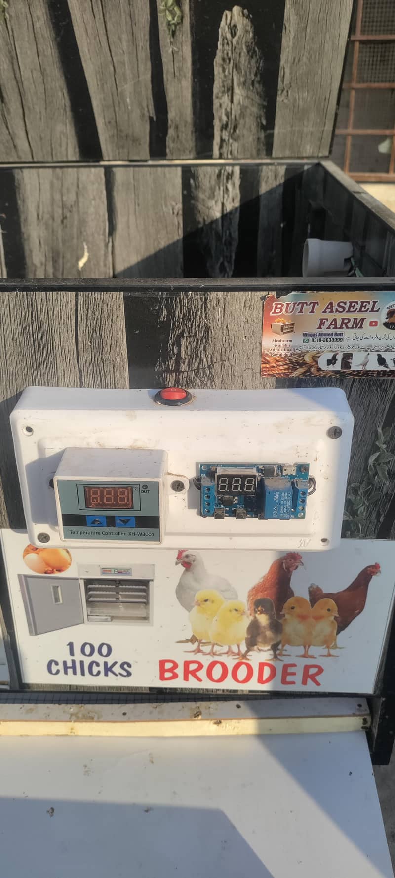 Brooder 100 Chicks Fully Automatic 2