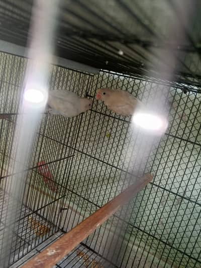 love birds mix motition full setup with master folding cage for sell