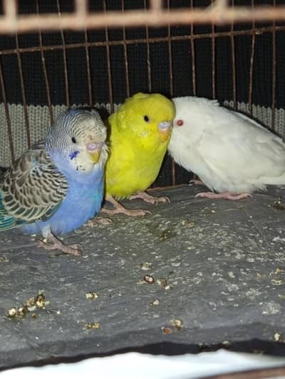 Red eye budgies