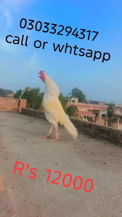 Aseel and ducks and love birds cocktails