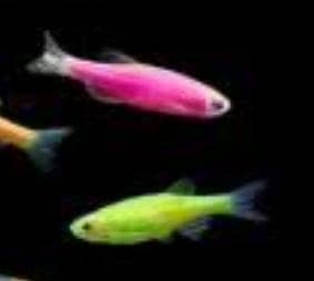 fish for sale 1 gourami, 2 zebra danio, 1 molly