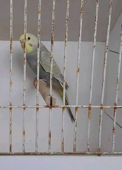 hogoromo 3 pathi female and Rainbow pair  available