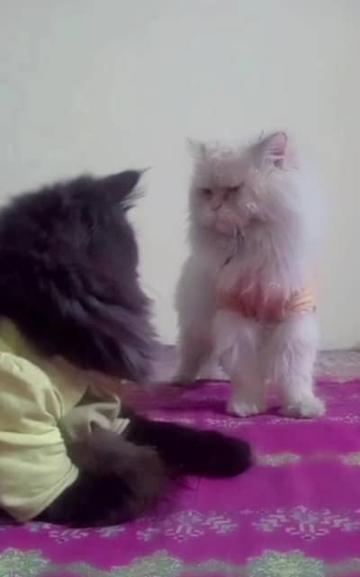 Persian cat pair available