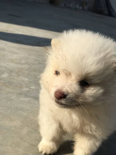 Russian zero size puppy