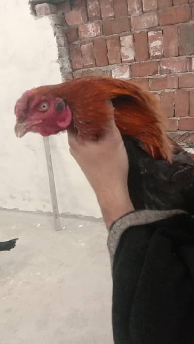 Aseel Pair Sindhi Murgha