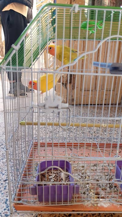 love birds pair for sale