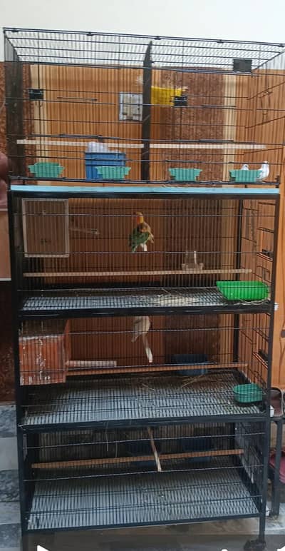 MASTER CAGE OR IRON CAGE