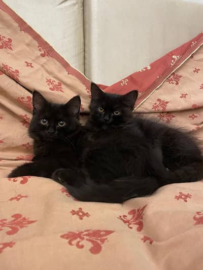 Persian kittens