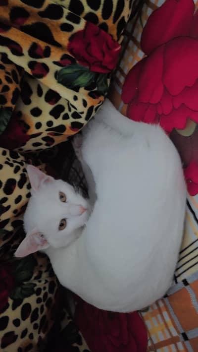 2cats hn 1 male ha or 1 female ha  around 6or8months age hogi maximum