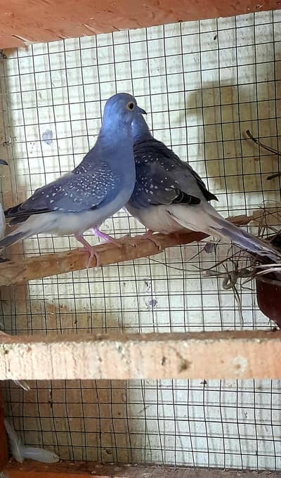 White tail Dove Ready to First Breed 1800 fnf 03222088869
