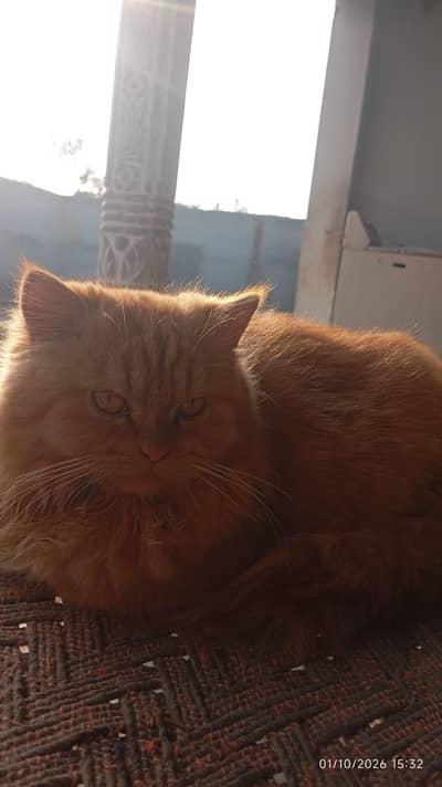 Golden male Persian cats