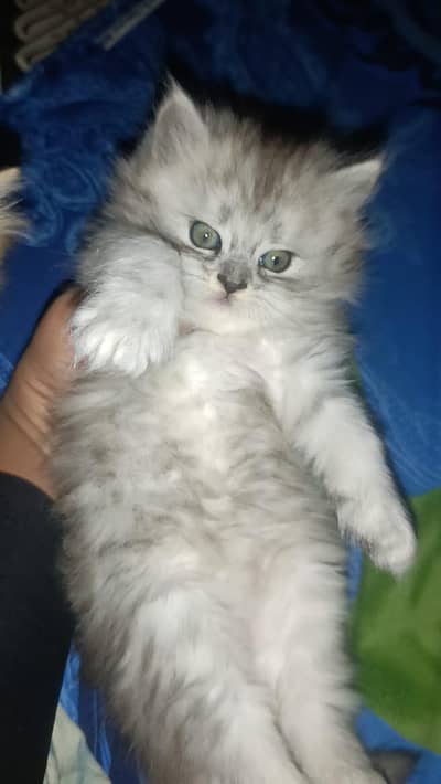high quality kitten for sale each kitten 20k