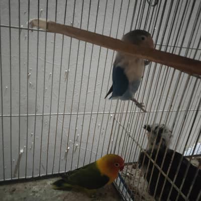 Love birds and budgies pairs