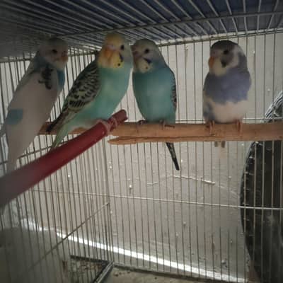 Love birds and budgies pairs