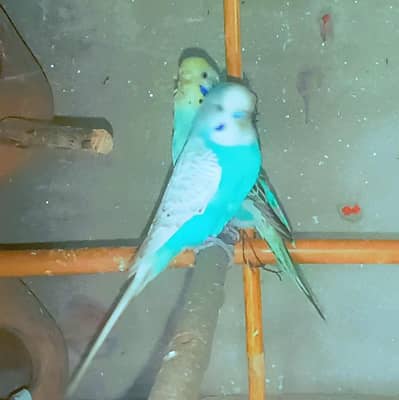 Budgie Breedar Pair 03008658689 Australian Parrot
