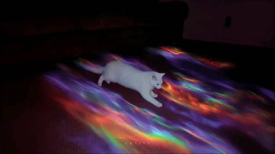 Turkish Cat For sale