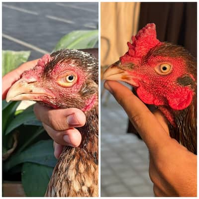 Aseel lakha murga murgi