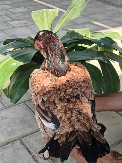 Aseel lakha murga murgi