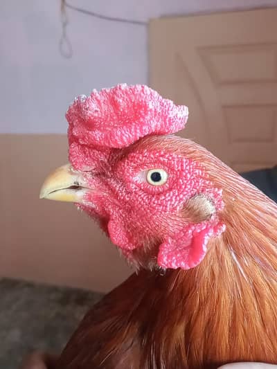 AMROHA sheraza /mushka NAWAB