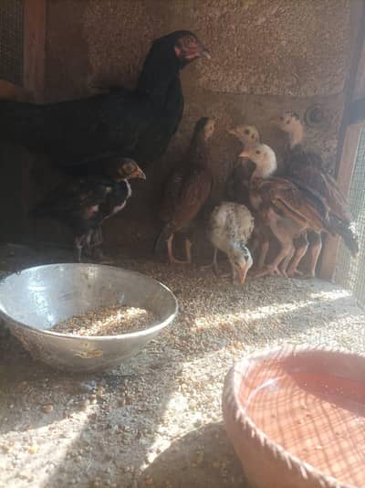 aseel  mushki with 6 chiks