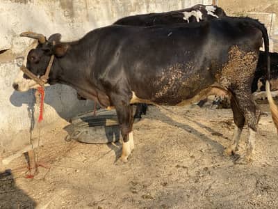 Cow for sale