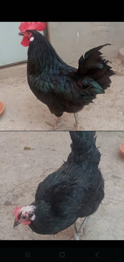 Austrolop breeder pair