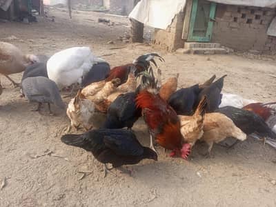 Aseel murgi desi murge Dogli Murgian breeder