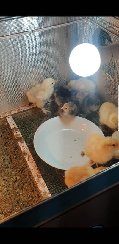 Heavy Buff Cochine Brahma Silkee