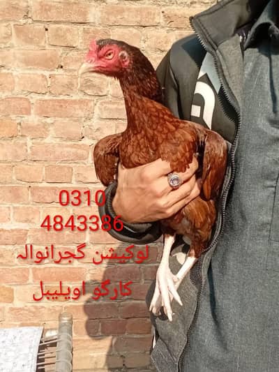 high quality high price peeli madi