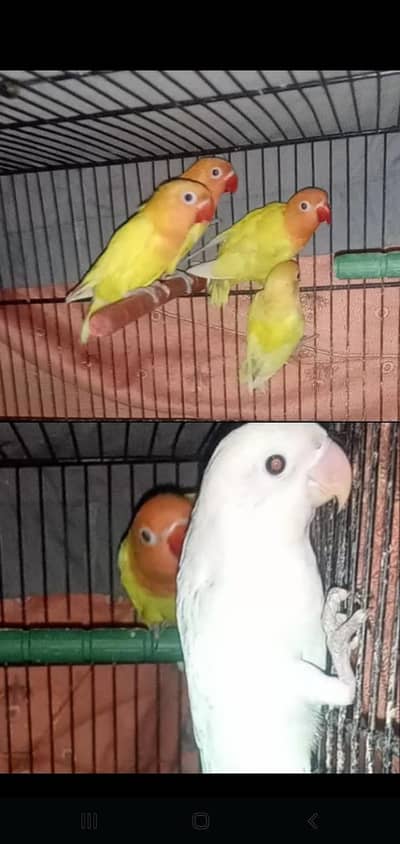 5 pieces love bird pathy