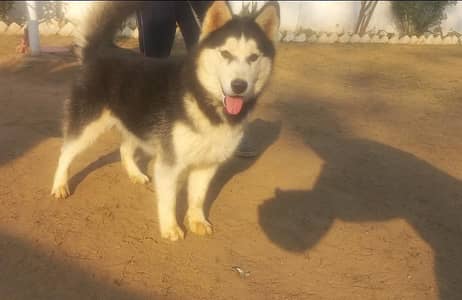 Husky Male