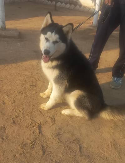 Husky Male