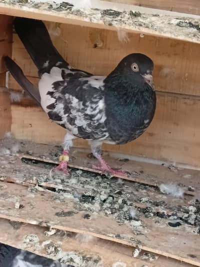 looking for new shelter