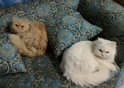 Persian Long Coat Female + Russian Male Breeder Pair for Sale (35k)