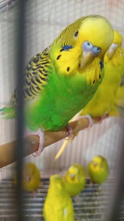 budgies for sale