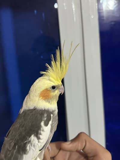 Hand tamed exhibition cockatiel