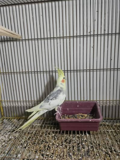 I am going out of city