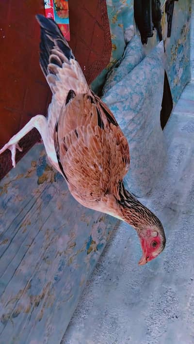 Ghar ki Madi age 9 month for sale 03125888520 what's app