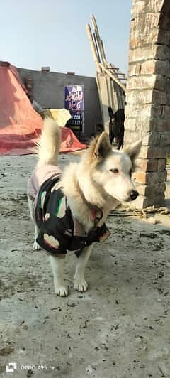 Husky | Siberian Husky | Siberian Husky Puppy | Husky Dog | Puppy |