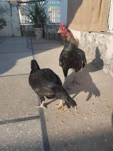 high quality pair for sale 03000573579