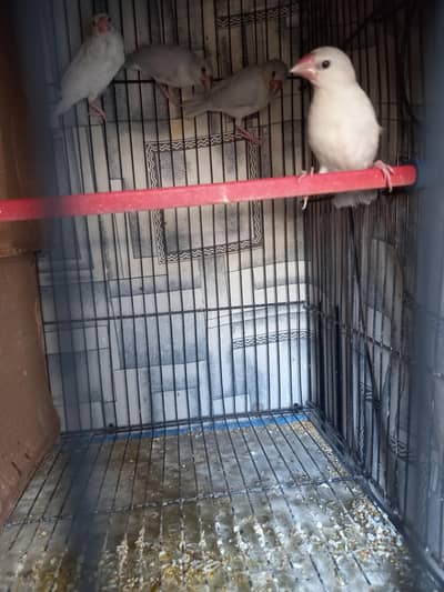 Java finch pathe available