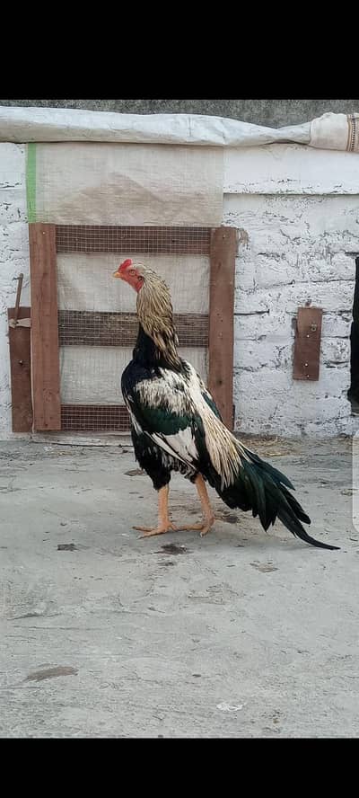 Aseel Miawali Pair|Madi Ready to Eggs|white nok Nali |