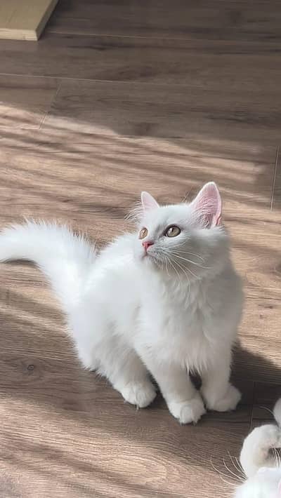 Persian cat for sale my WhatsApp number 03241295120