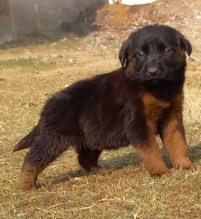 German Shepherd female for sale