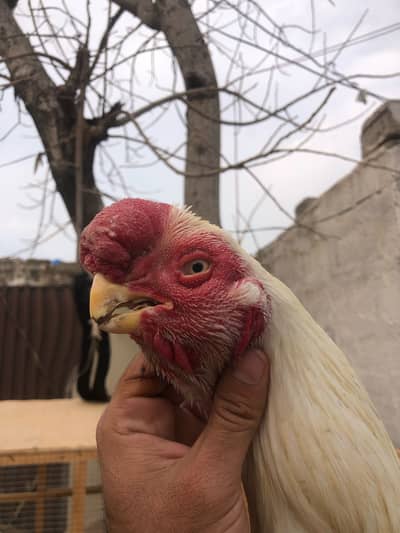 Parrot beak long tail aseel