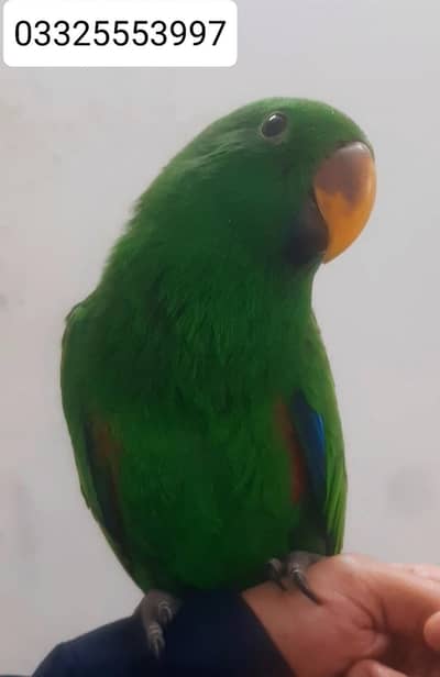 Eclectus hand tame