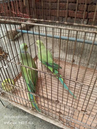 ringnack parrot for sale
